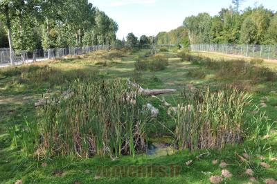 Lion blanc du Kruger - 2012