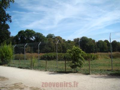 Lion d'Afrique de l'Est - 2012