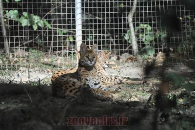 Serval - 2012