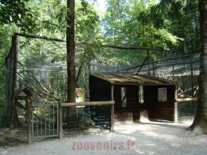 Margay