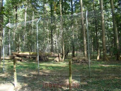 Lynx du Canada - 2012