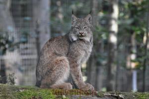 Lynx du Canada