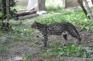Margay
