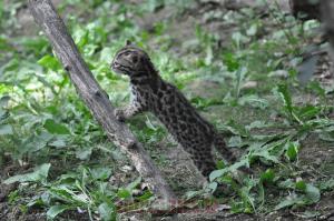 Margay