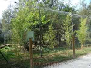 Chat de Temminck