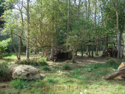 Chat de Temminck - 2012