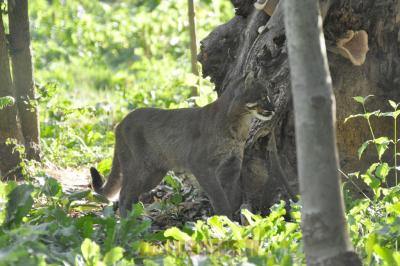 Chat de Temminck - 2012