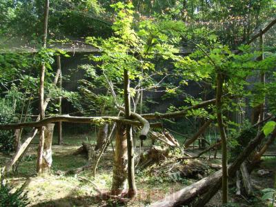 Chat léopard de Sibérie - 2012