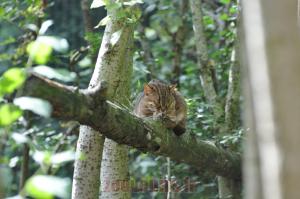 Chat rubigineux