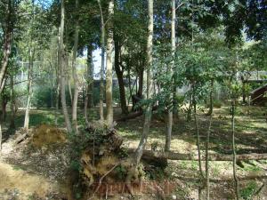 Chat des marais