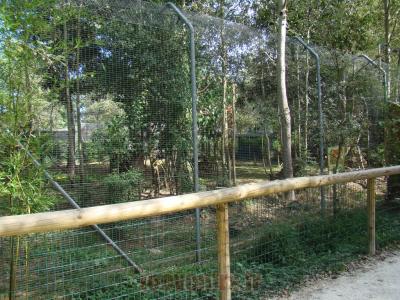 Chat des marais - 2012