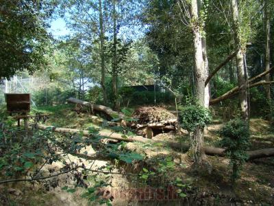 Chat pécheur - 2012