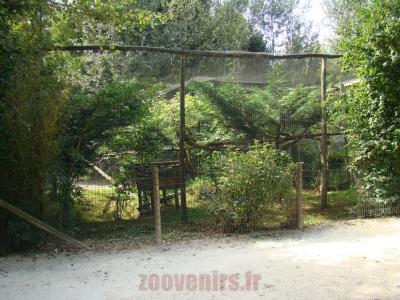 Chat rubigineux - 2012