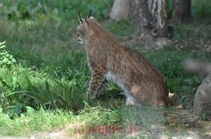 Lynx de Sibérie