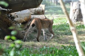 Lynx de Sibérie