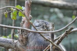 Manul