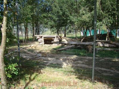 Panthére de l'Amour - 2012