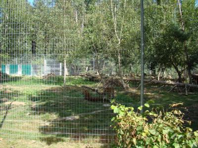 Panthére de l'Amour - 2012
