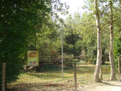 Panthére du Sri Lanka - 2012