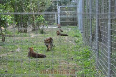 Panthére du Sri Lanka - 2012