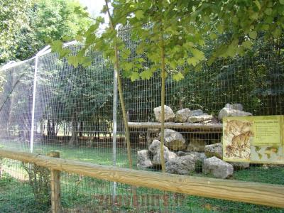 Panthére des neiges - 2012