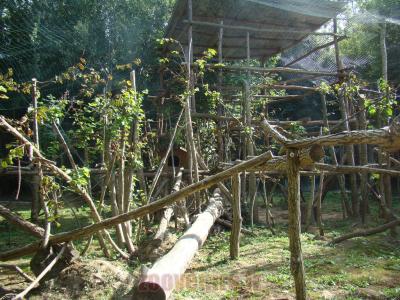 Panthére longibande - 2012