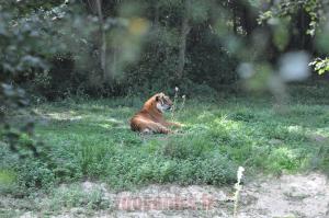 Tigre de Malaisie