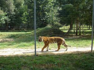 Tigre de Sibérie