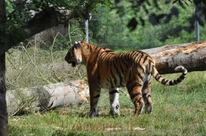 Tigre de Sibérie