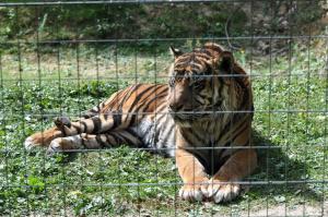 Tigre de Sumatra