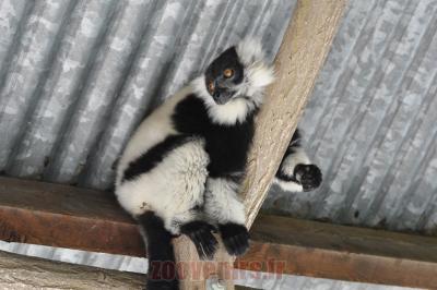 Vari noir et blanc - 2012