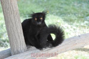 Lémur macaco