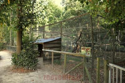 Chat sylvestre - 2012