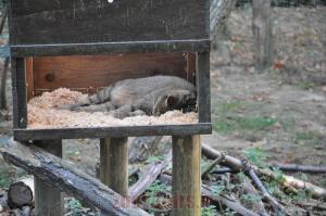 Chat sylvestre