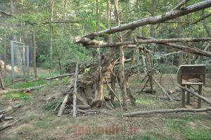 Chat sylvestre
