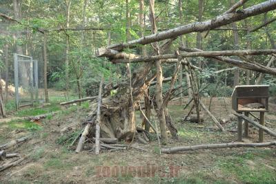 Chat sylvestre - 2012