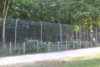 Lynx d'Europe - 2012