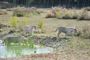 Tigre blanc