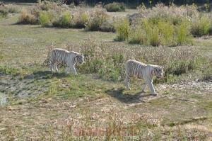 Tigre blanc