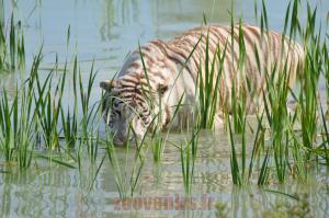 Tigre blanc