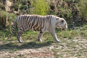 Tigre blanc