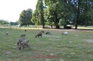 Mini-ferme