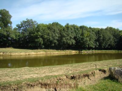 Hippopotame amphibie - 2017