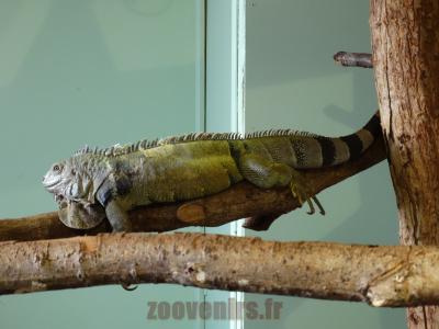 Iguane vert - 2014