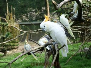 Cacatoés à huppe jaune - Calopsitte