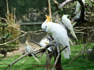 Cacatoés à huppe jaune - Calopsitte - 2014