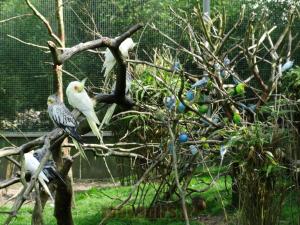 Perruches ondulée - Calopsitte