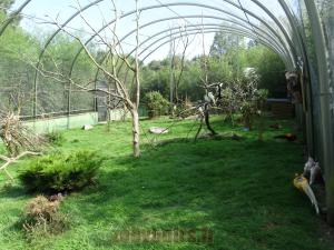 Volière australienne