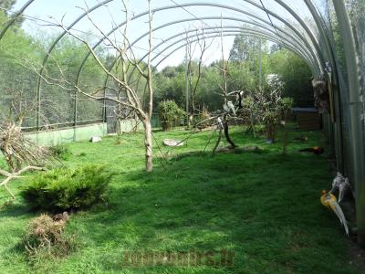 Volière australienne - 2014