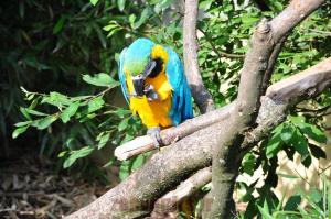 Ara ararauna